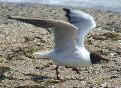 Прикрепленное изображение: b14.jpg